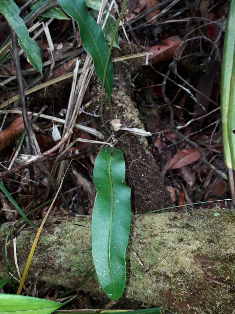 Elaphoglossum vieillardii, photographed by naturewatchwidow