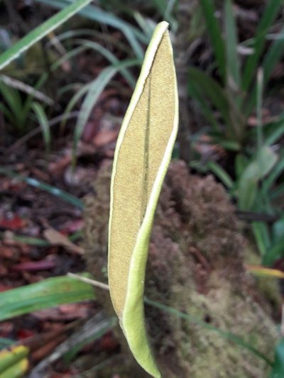 Elaphoglossum vieillardii, photographed by naturewatchwidow