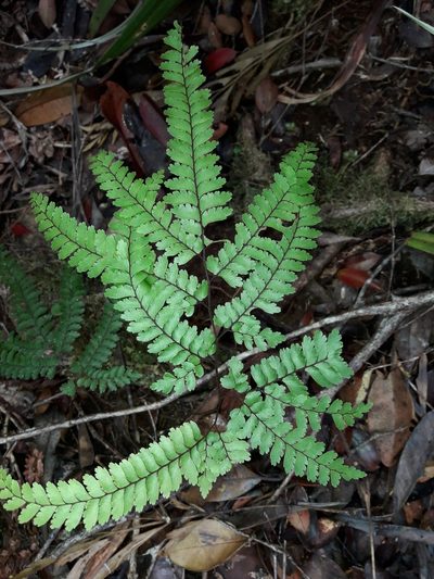 Adiantum novae-caledoniae, photographed by naturewatchwidow