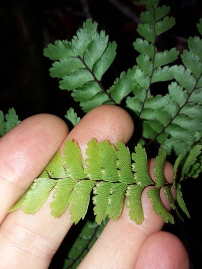 Adiantum novae-caledoniae, photographed by naturewatchwidow