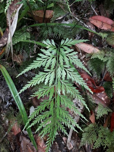 Asplenium subflexuosum, photographed by naturewatchwidow