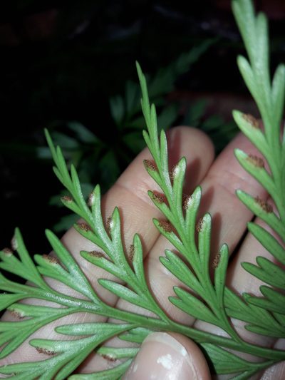 Asplenium subflexuosum, photographed by naturewatchwidow