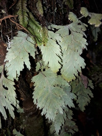 Hymenophyllum pallidum, photographed by naturewatchwidow