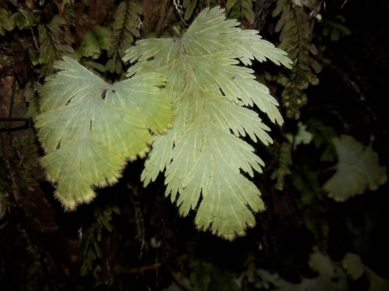 Hymenophyllum pallidum, photographed by naturewatchwidow