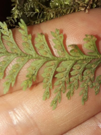 Tomophyllum subsecundodissectum, photographed by naturewatchwidow