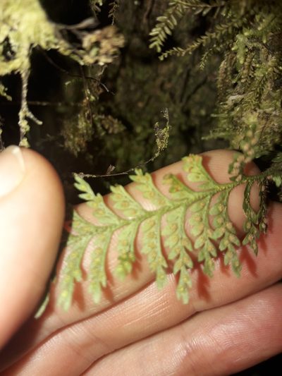 Tomophyllum subsecundodissectum, photographed by naturewatchwidow