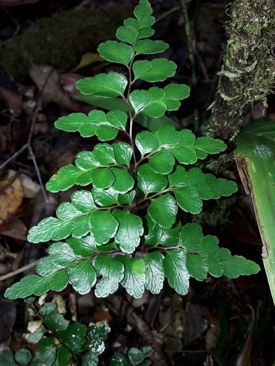 Lindsaea rufa, photographed by naturewatchwidow