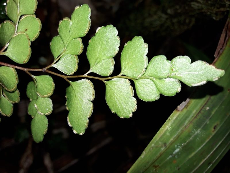 Lindsaea rufa, photographed by naturewatchwidow