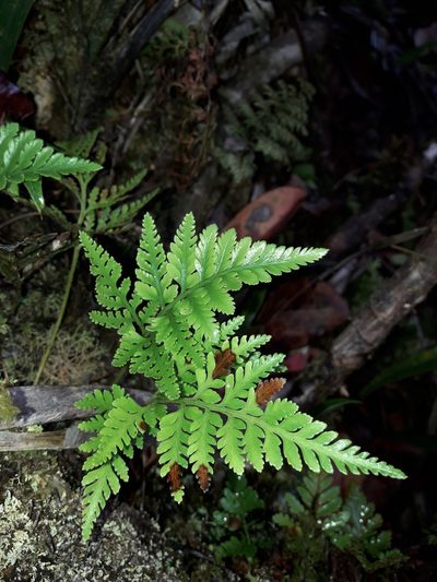 Davallia repens, photographed by naturewatchwidow