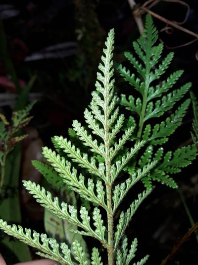 Davallia repens, photographed by naturewatchwidow
