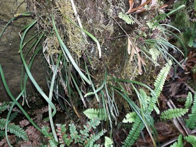 Haplopteris elongata, photographed by naturewatchwidow