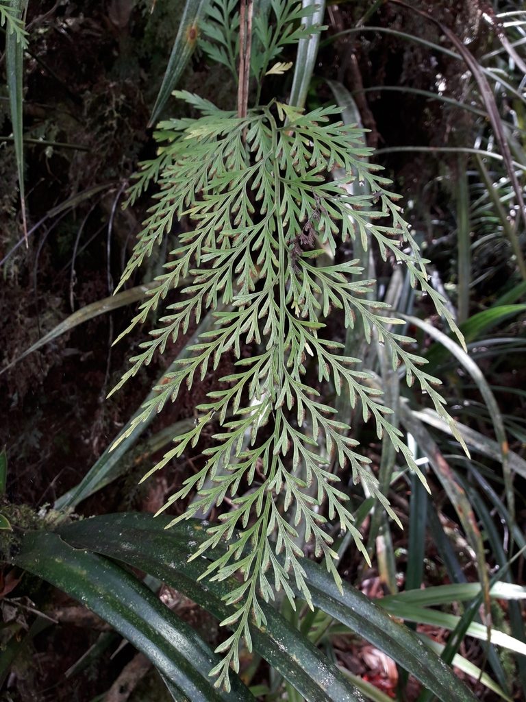 Asplenium subflexuosum, photographed by naturewatchwidow