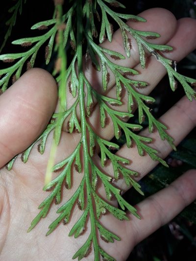 Asplenium subflexuosum, photographed by naturewatchwidow
