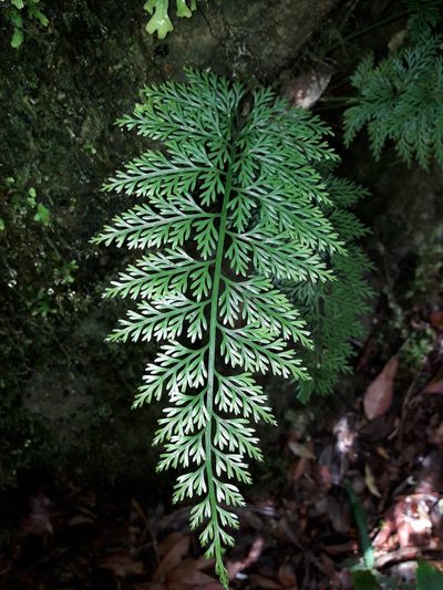 Asplenium pseudobulbiferum, photographed by naturewatchwidow