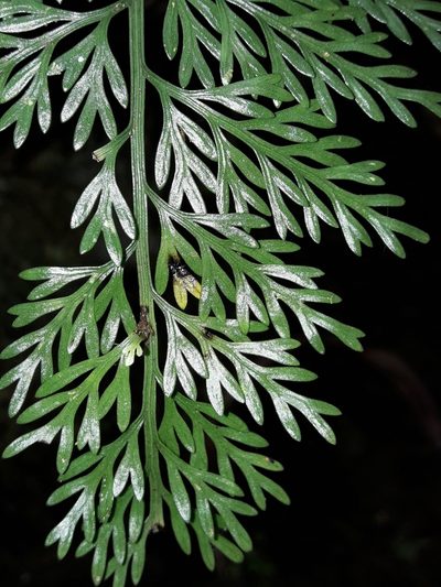 Asplenium pseudobulbiferum, photographed by naturewatchwidow