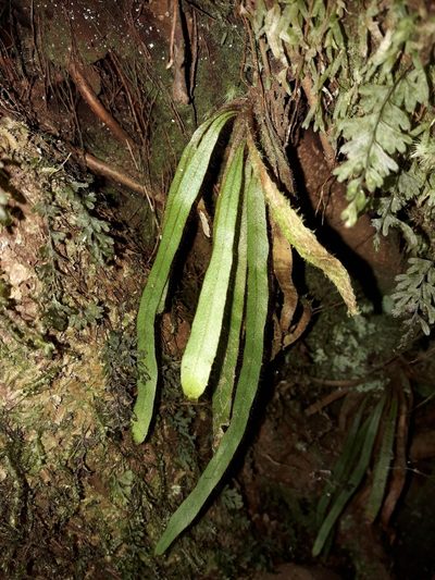 Oreogrammitis neocaledonica, photographed by naturewatchwidow
