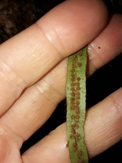 Oreogrammitis neocaledonica, photographed by naturewatchwidow