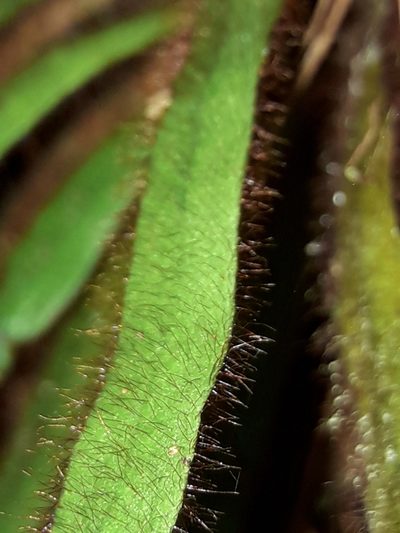 Oreogrammitis neocaledonica, photographed by naturewatchwidow