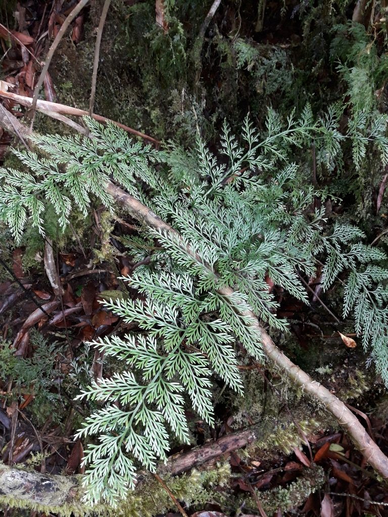 Asplenium pseudobulbiferum, photographed by naturewatchwidow