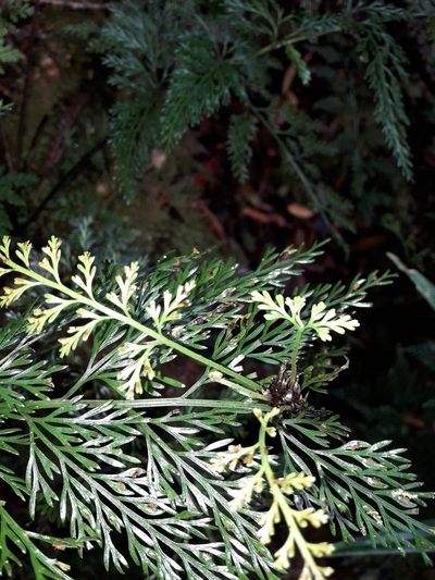 Asplenium pseudobulbiferum, photographed by naturewatchwidow