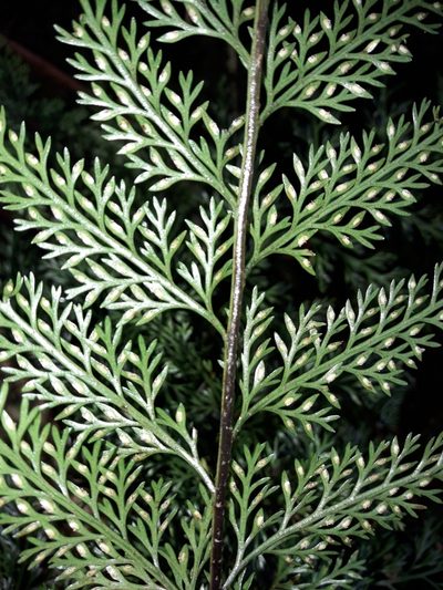 Asplenium pseudobulbiferum, photographed by naturewatchwidow