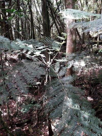 Dicksonia munzingeri, photographed by naturewatchwidow