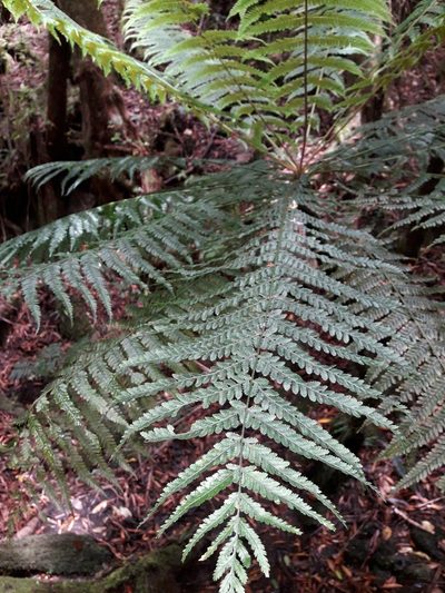 Leptopteris wilkesiana, photographed by naturewatchwidow