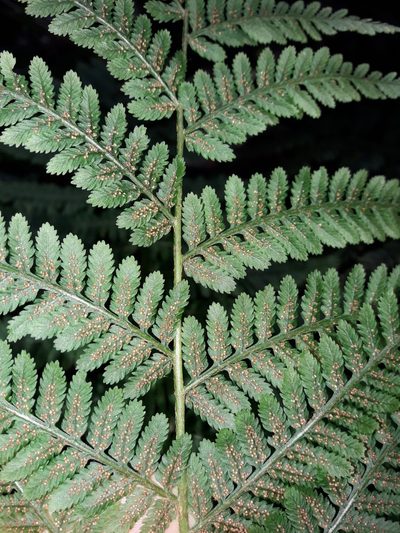 Leptopteris wilkesiana, photographed by naturewatchwidow