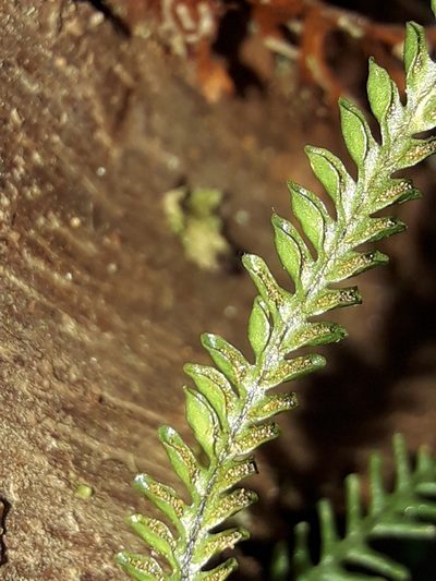 Calymmodon cucullatus, photographed by naturewatchwidow