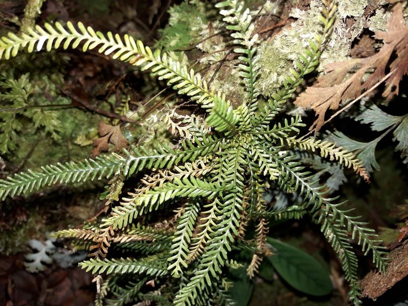 Calymmodon cucullatus, photographed by naturewatchwidow