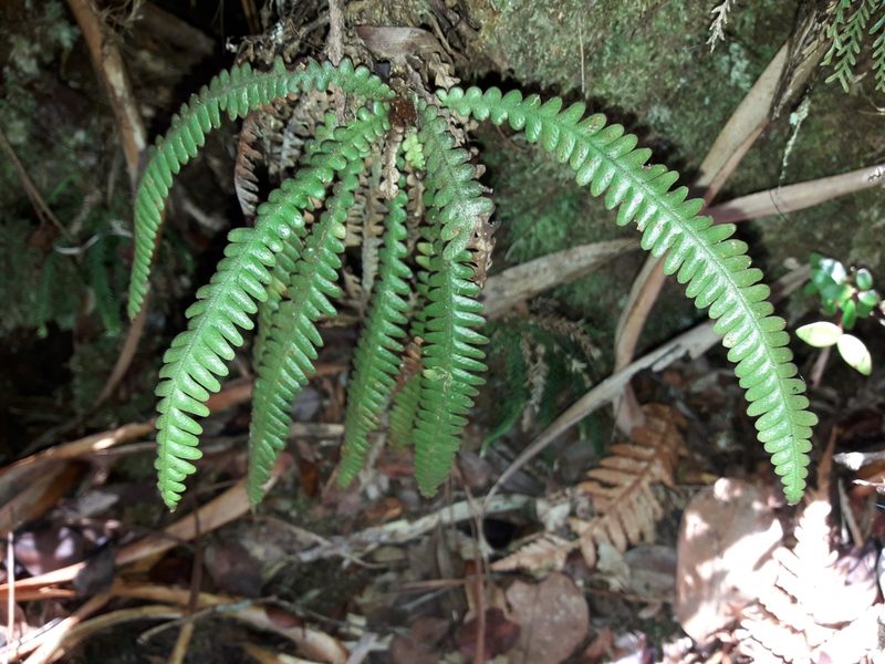 Dasygrammitis crassifrons, photographed by naturewatchwidow