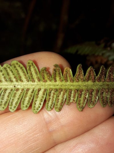 Dasygrammitis crassifrons, photographed by naturewatchwidow