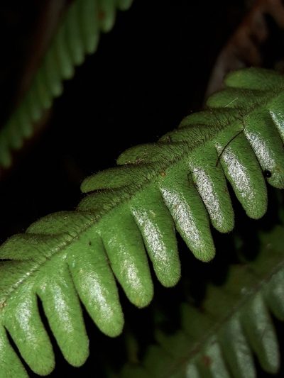 Dasygrammitis crassifrons, photographed by naturewatchwidow