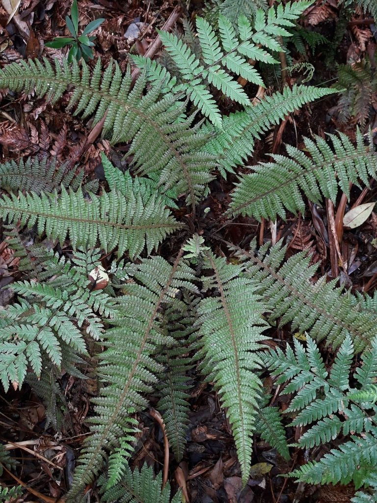 Coryphopteris fasciculata, photographed by naturewatchwidow