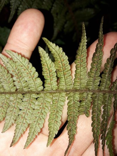 Coryphopteris fasciculata, photographed by naturewatchwidow