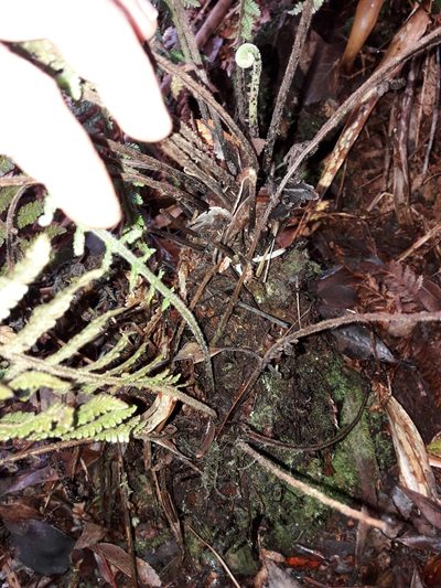 Coryphopteris fasciculata, photographed by naturewatchwidow