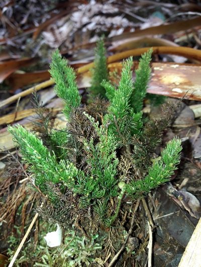 Abrodictyum laetum, photographed by naturewatchwidow