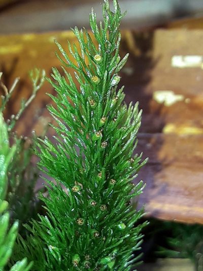 Abrodictyum laetum, photographed by naturewatchwidow