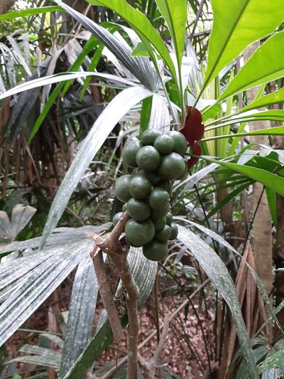 Clavija lancifolia, photographed by Vincent A. Vos