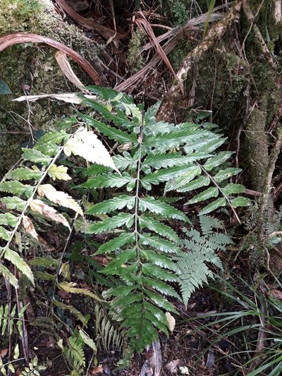 Asplenium lobulatum, photographed by naturewatchwidow