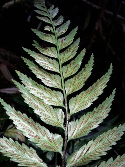 Asplenium lobulatum, photographed by naturewatchwidow
