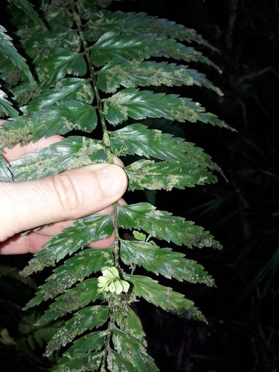 Asplenium lobulatum, photographed by naturewatchwidow