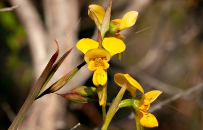 Diuris aurea, photographed by Rolf Lawrenz
