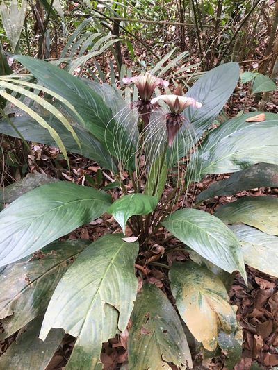 Tacca cristata, photographed by Tim Park