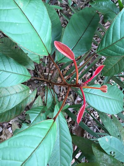 Elaeocarpus ferrugineus, photographed by Tim Park