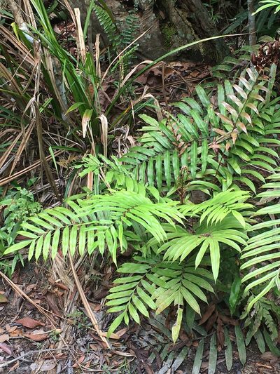 Blechnopsis finlaysoniana, photographed by Tim Park
