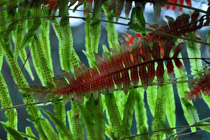 Polypodium rhodopleuron, photographed by Alan Rockefeller