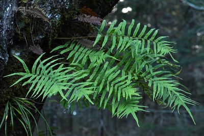 Polypodium rhodopleuron, photographed by Alan Rockefeller