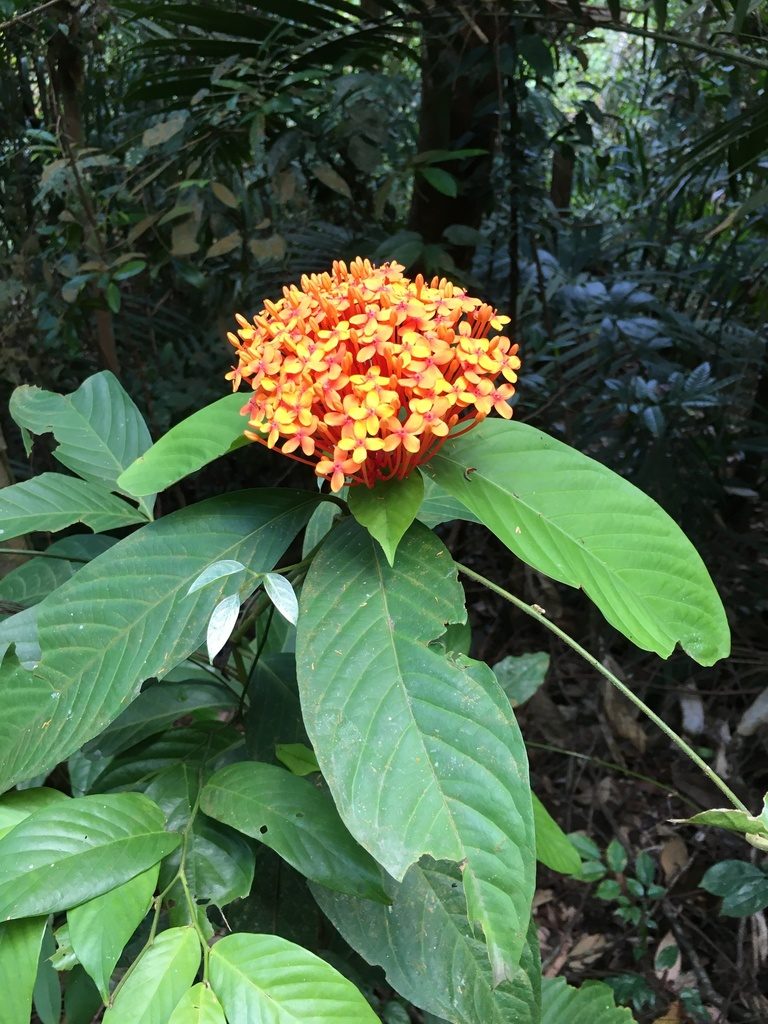 Ixora congesta, photographed by Tim Park