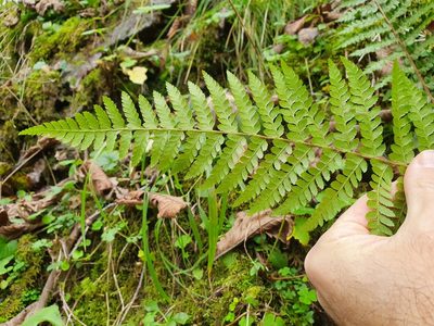 Polystichum braunii, photographed by Michael D. Pirie